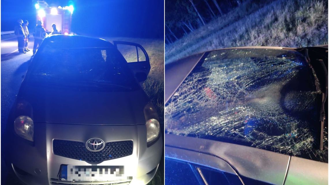 Poważny wypadek z udziałem zwierzęcia Poważny wypadek z udziałem zwierzęcia