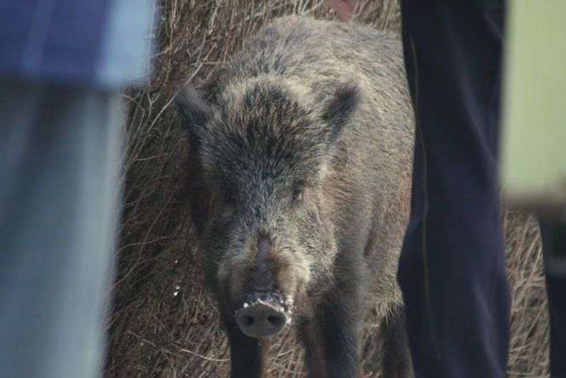 Powiat łęczyński: Więcej dzików do odstrzału Powiat łęczyński: Więcej dzików do odstrzału