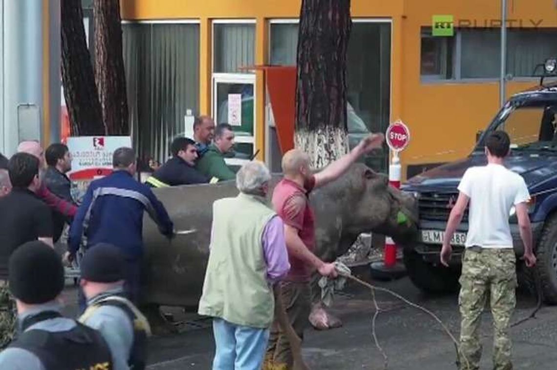 Powódź w Gruzji. Lwy, tygrysy i hipopotamy na ulicach Tbilisi (wideo)