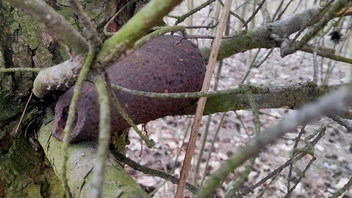 Powojenne znalezisko w lesie niedaleko Puław. Rodzi wiele pytań Powojenne znalezisko w lesie niedaleko Puław. Rodzi wiele pytań