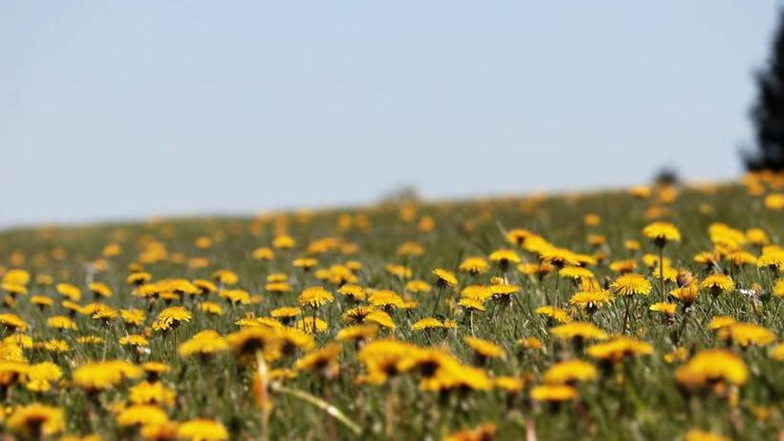 Powstają kwietne łąki w Zamościu