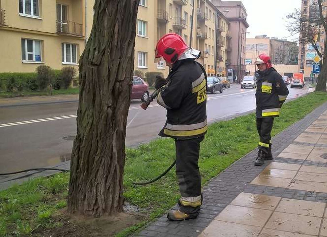 Pożar drzewa na ul. Hempla. Ktoś rzucił niedopałek? Pożar drzewa na ul. Hempla. Ktoś rzucił niedopałek?
