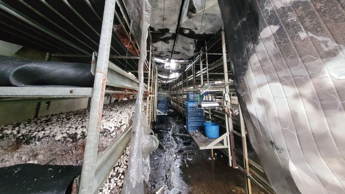 Pożar pieczarkarni pod Białą Podlaską. Kłęby dymu nad halą Pożar pieczarkarni pod Białą Podlaską. Kłęby dymu nad halą