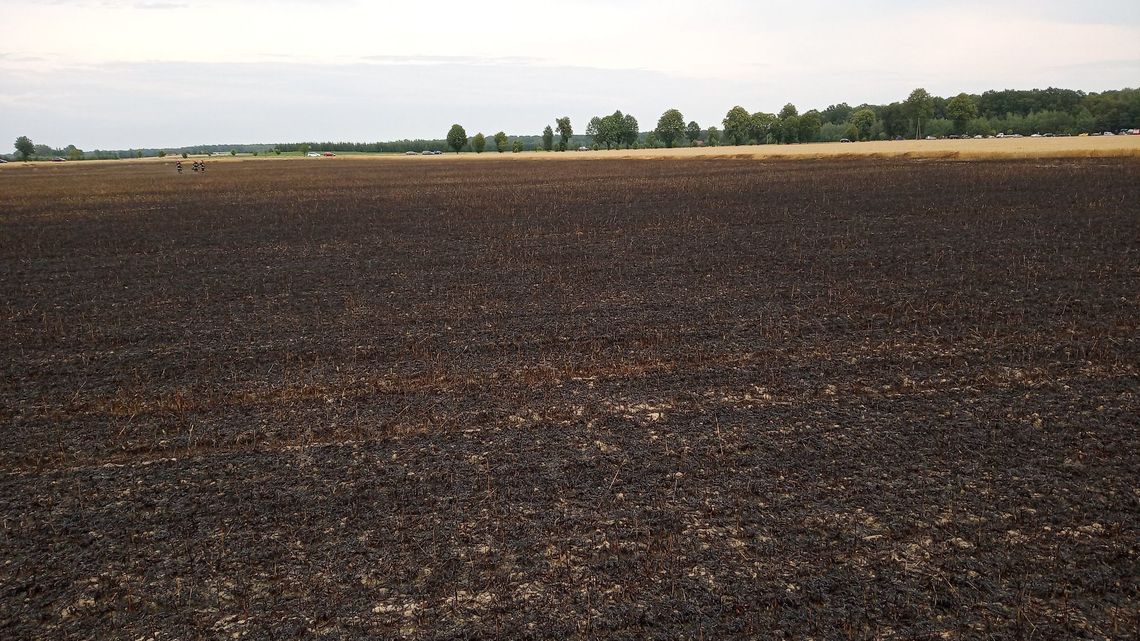 Pożar pól ze zbożem koło Radzynia Podlaskiego. To było podpalenie?
