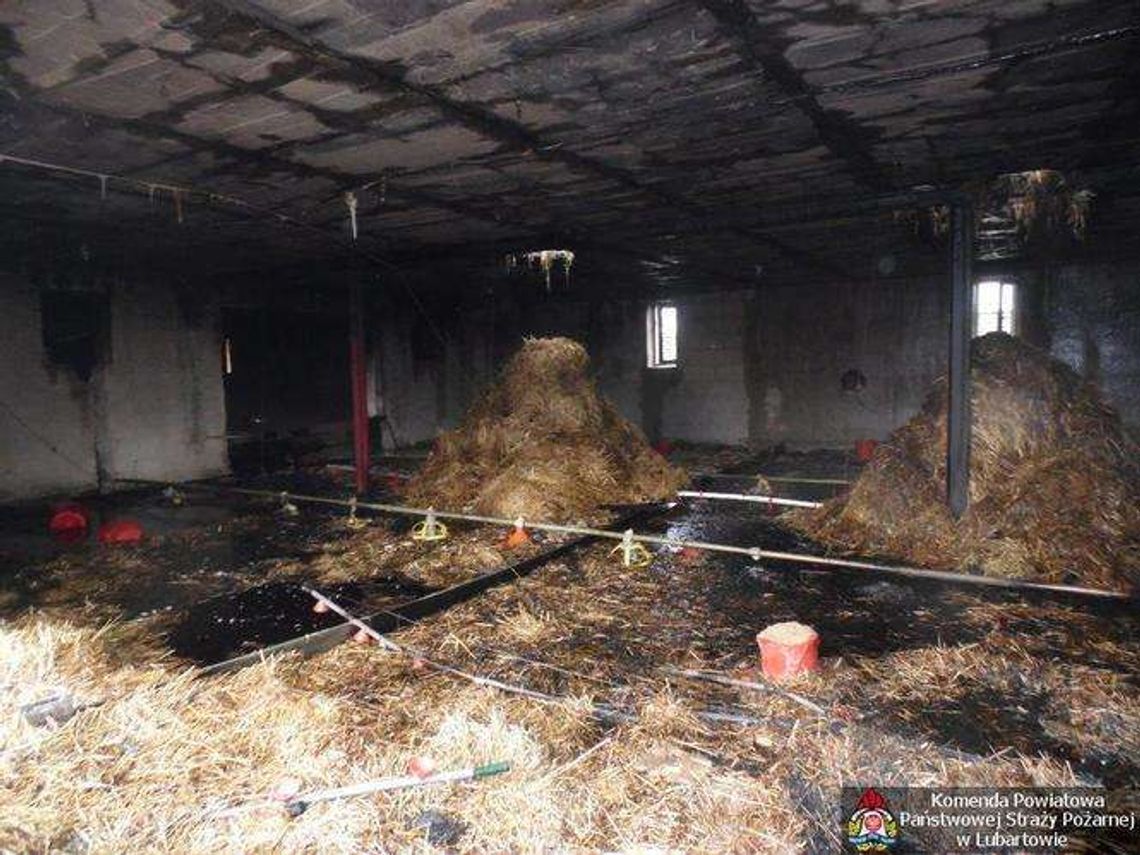 Pożar w dużym kurniku. W środku było 10 tys. indyków (zdjęcia)