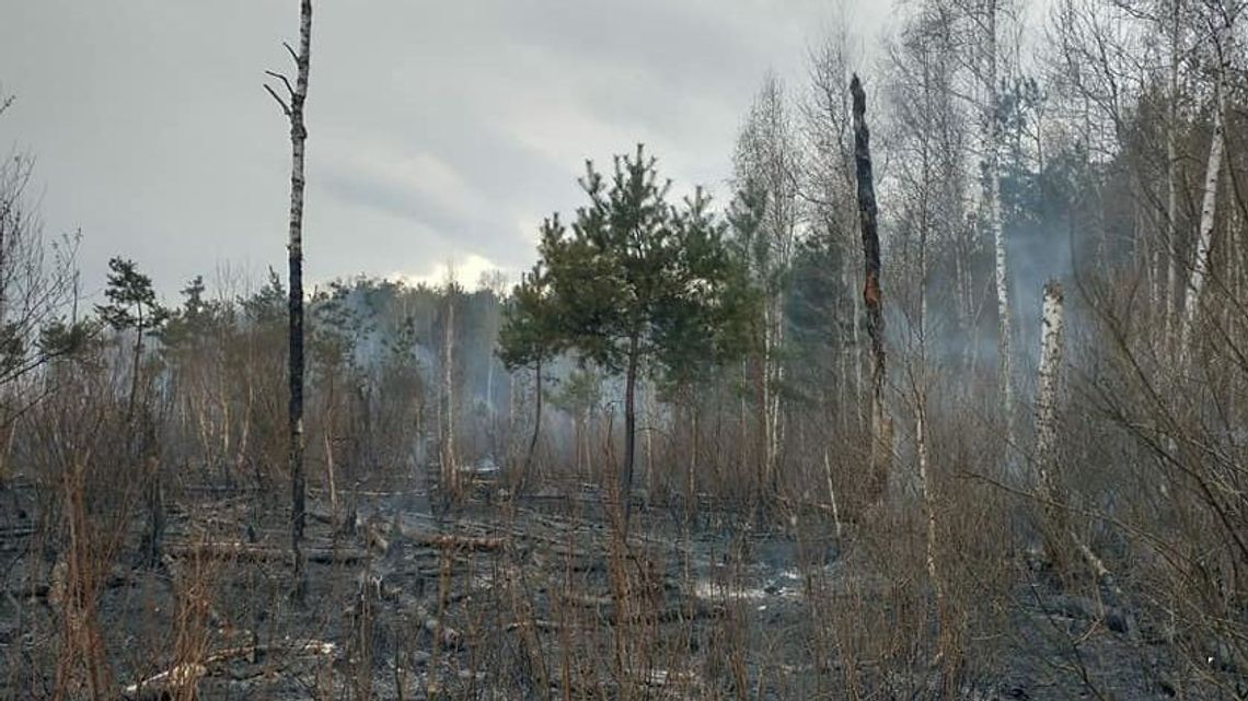 Pożar w okolicy jeziora Piaseczno. Spłonęły małe ptaki, jeże i sarny. "Trzeba myśleć o dużej stracie dla przyrody" [zdjęcia]