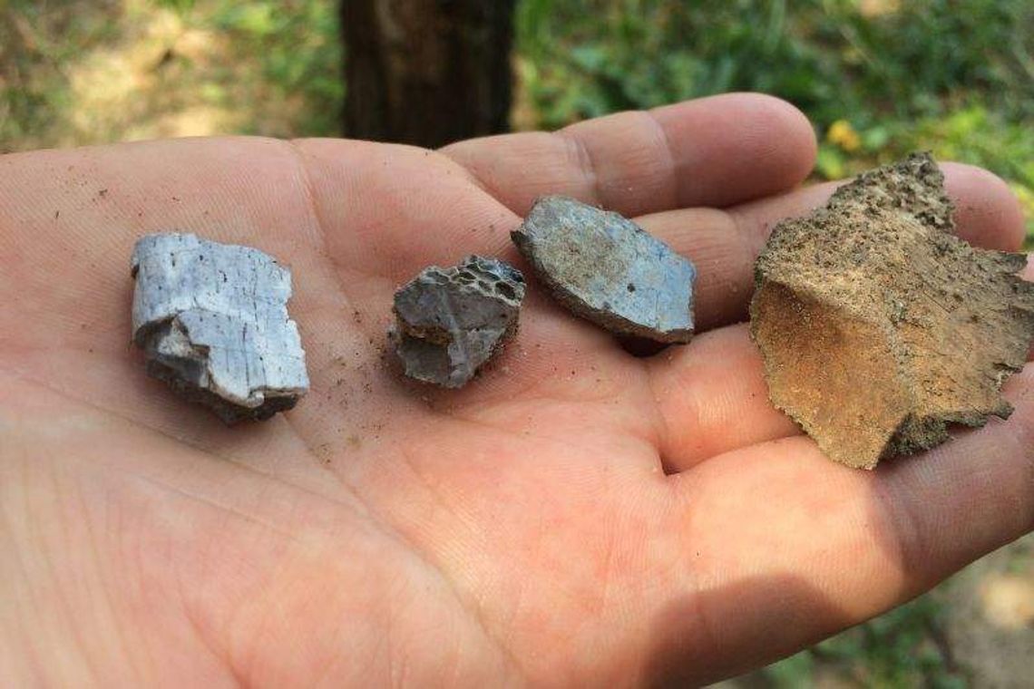 Pozbierają kości ofiar obozu zagłady w Sobiborze. Potem je pochowają Pozbierają kości ofiar obozu zagłady w Sobiborze. Potem je pochowają