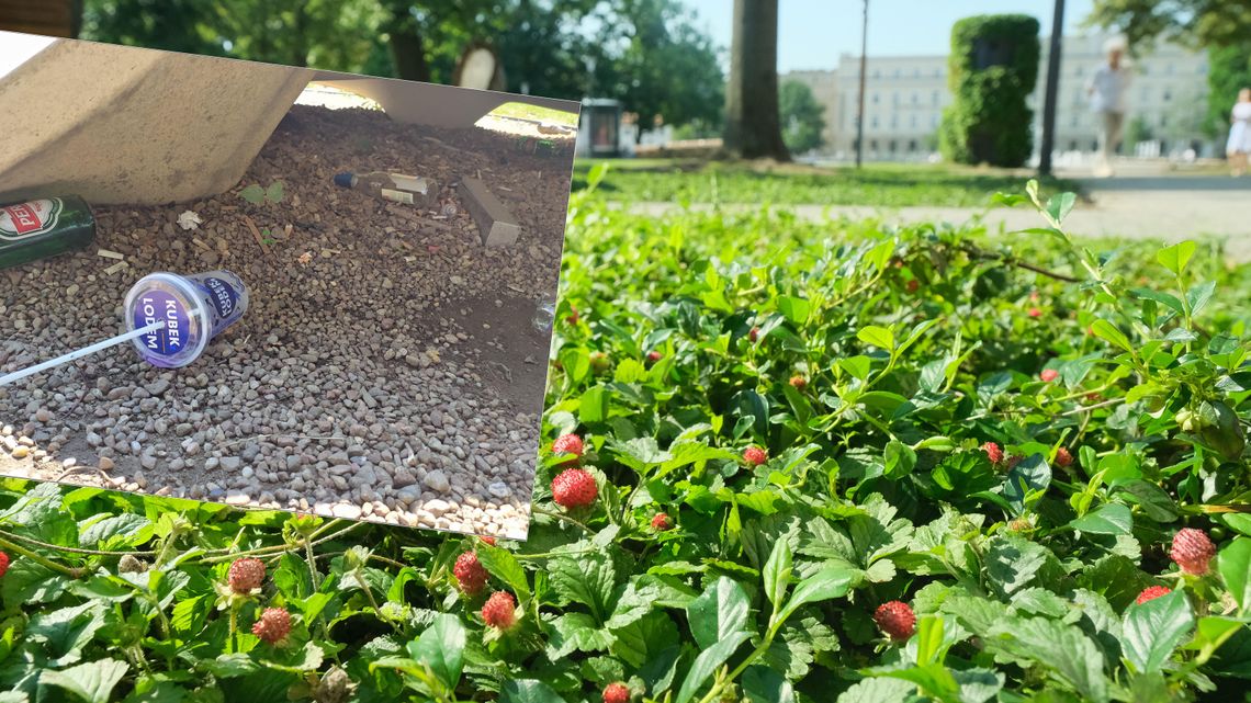 Poziomki na pl. Litewskim, a obok pozostałości „po ziomkach”