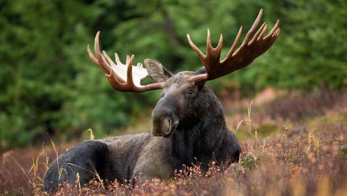 Poznaj "gapiszony". "Łosie są wyjątkowymi zalotnikami". Spotkania w parkach