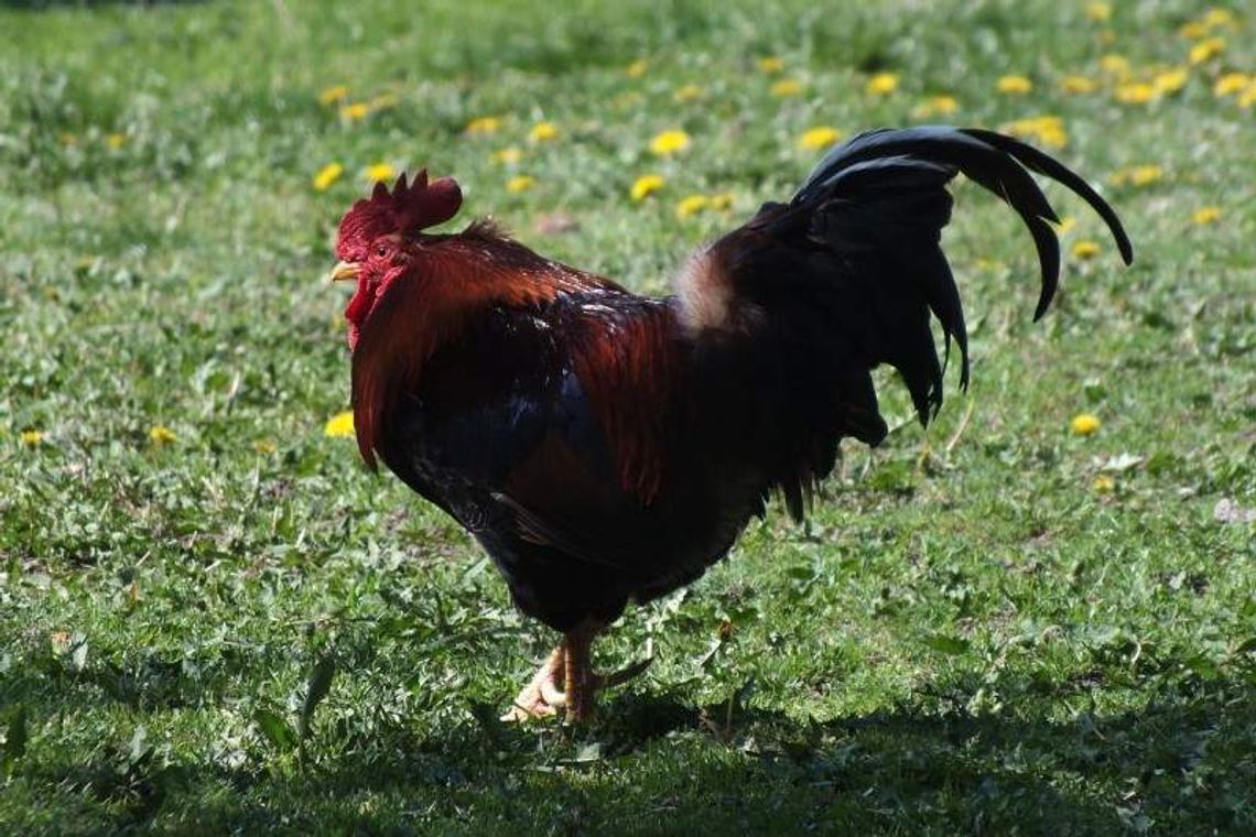 Pożyczył sąsiadowi koguta, aby pokrył jego kury. Ptak zdechł
