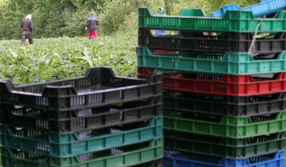 Praca w Niemczech. \"Jak chcesz zarobić, to im daj albo zapłać\"