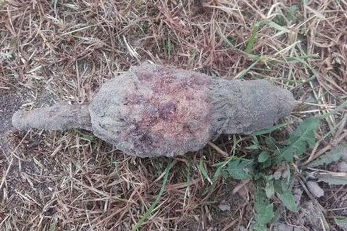 Pracował w polu. Trafił na minę przeciwpiechotną Pracował w polu. Trafił na minę przeciwpiechotną