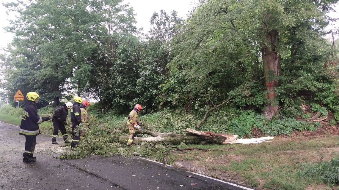 Pracowita niedziela strażaków. Drzewo spadło na jadący samochód