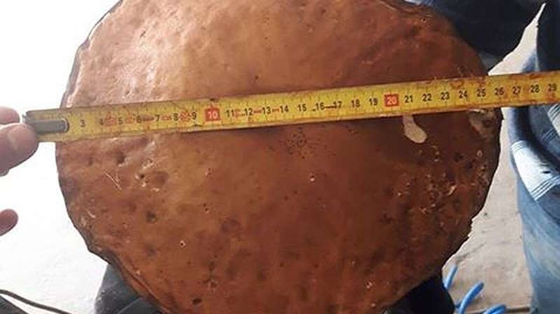 Prawdziwek olbrzym. Takie grzyby rosną niedaleko Kraśnika