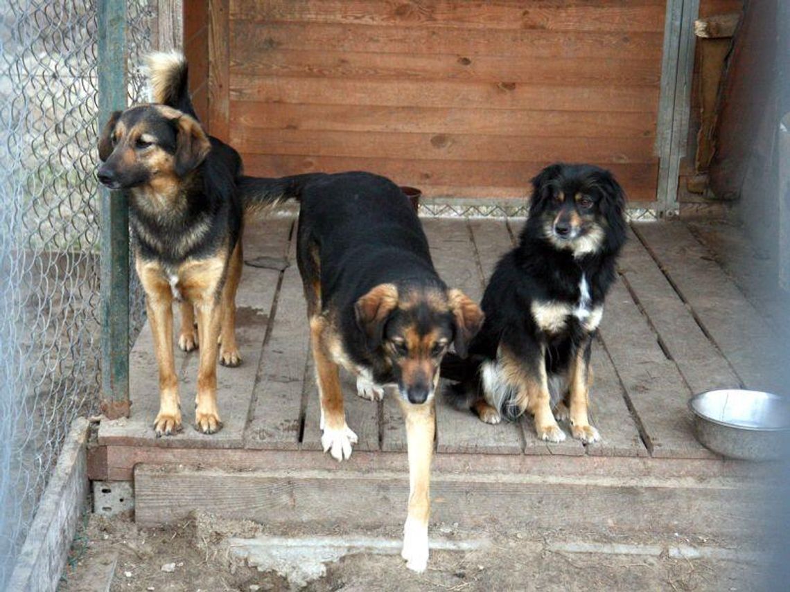 Prawie 200 psów czeka na nowy dom