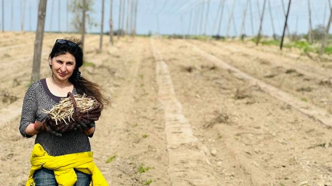 Prawie jak szparagi. Pędy chmielu na talerzu Prawie jak szparagi. Pędy chmielu na talerzu
