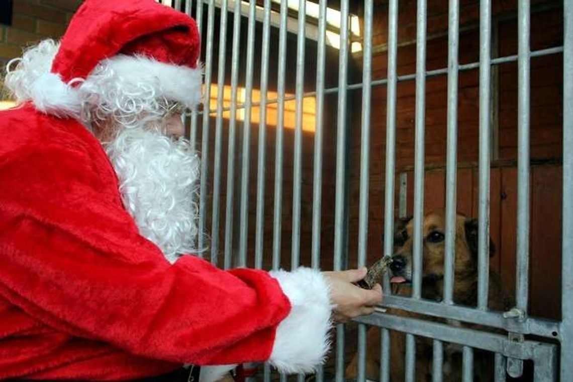 Prezenty dla bezdomnych psów ze schroniska w Białej Podlaskiej