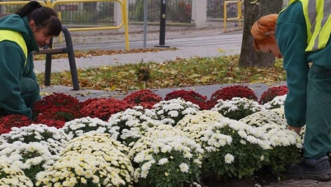 Prezydent Chełma chce wesprzeć cmentarny biznes. Odkupi chryzantemy Prezydent Chełma chce wesprzeć cmentarny biznes. Odkupi chryzantemy