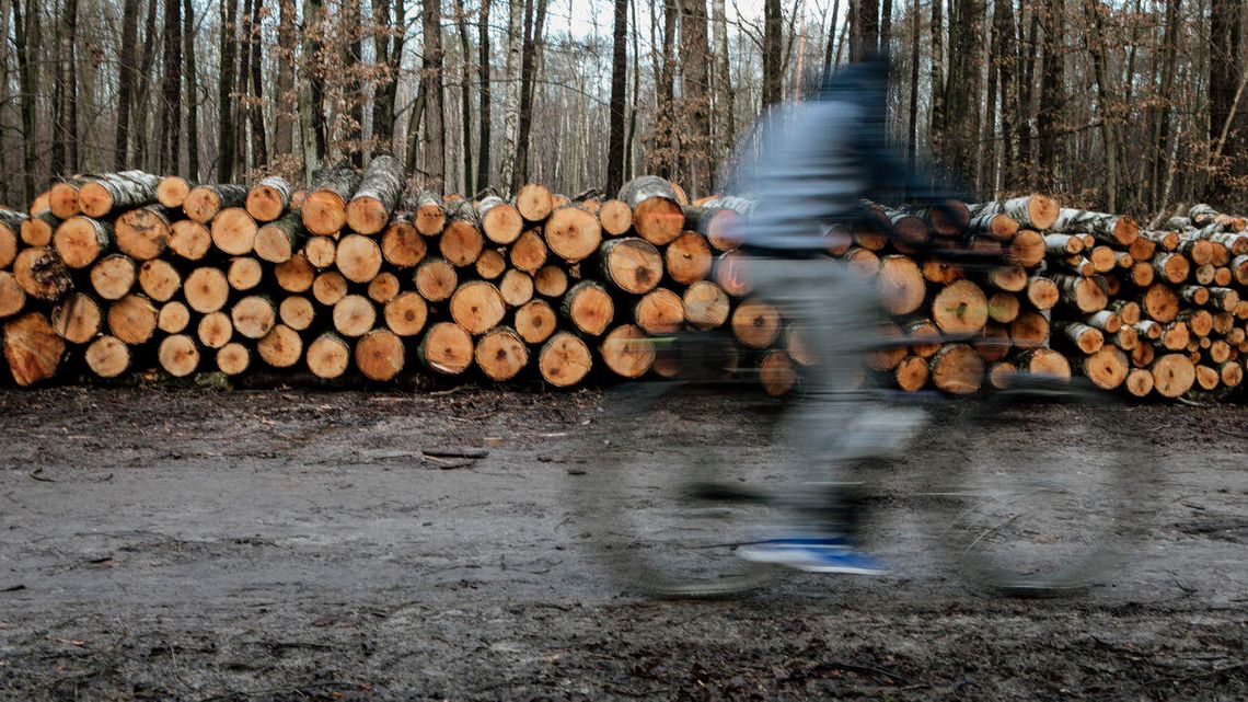Prezydent Lublina zapowiada starania o ochronę lasów Stary Gaj i Dąbrowa