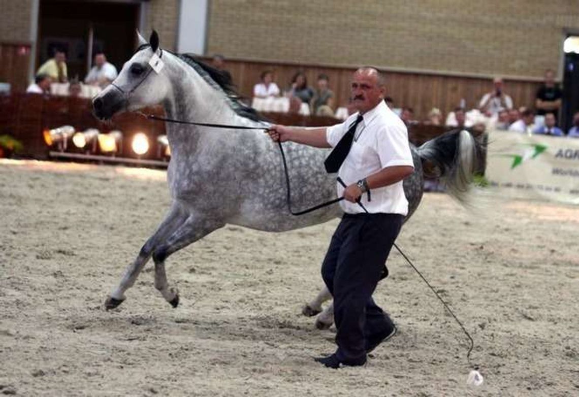 Pride of Poland 2016. Katalog aukcyjny arabów jest gotowy 