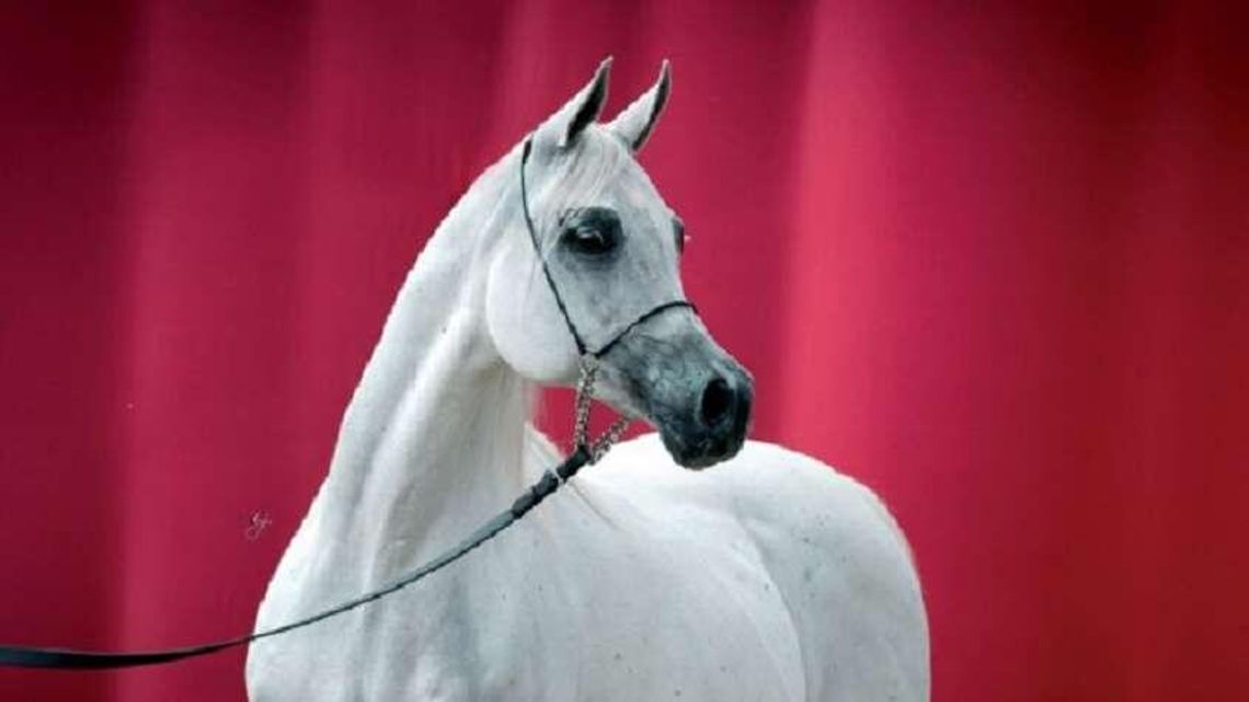 Pride of Poland 2018 i Summer Sale: Znamy listę koni na aukcję Pride of Poland 2018 i Summer Sale: Znamy listę koni na aukcję