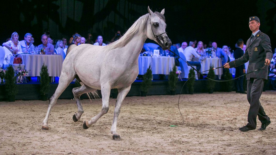 Pride Of Poland 2018. Na 11 koni sprzedano sześć. Komentarze Pride Of Poland 2018. Na 11 koni sprzedano sześć. Komentarze