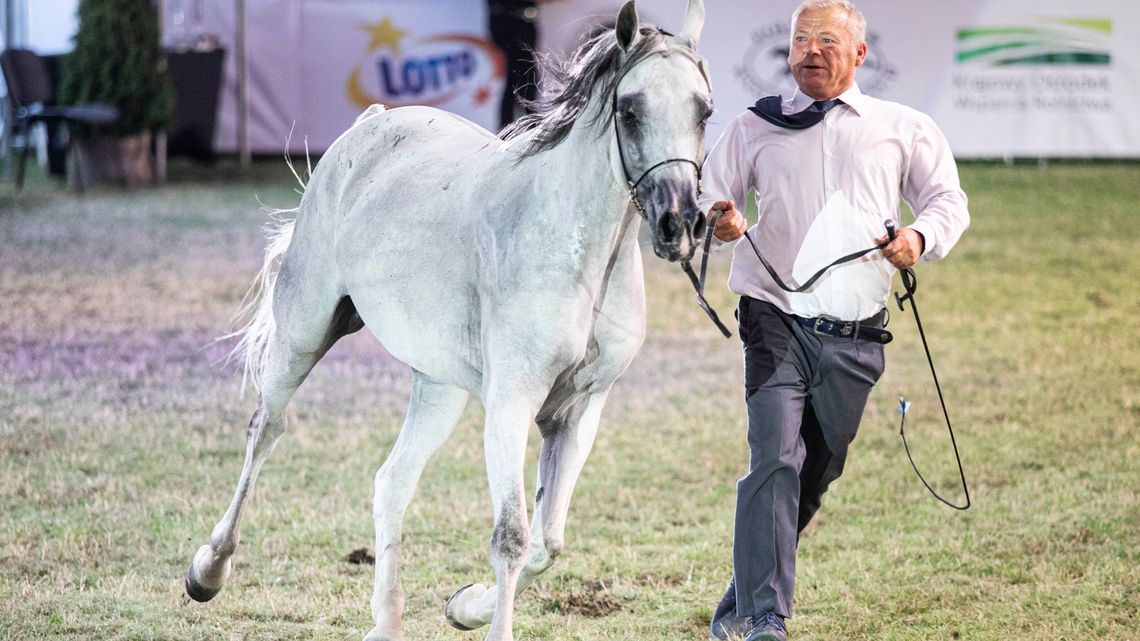 Pride of Poland 2020. Minister Ardanowski: – Aukcja koni okazała się sukcesem organizacyjnym Pride of Poland 2020. Minister Ardanowski: – Aukcja koni okazała się sukcesem organizacyjnym