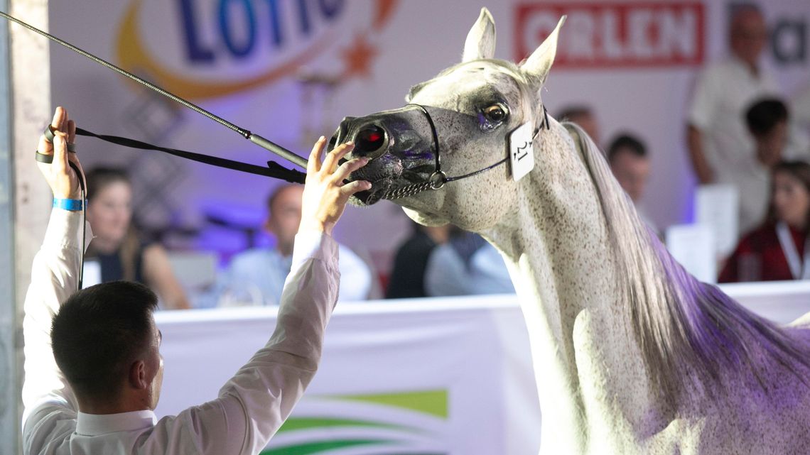 Pride of Poland 2020. Sprzedano 10 koni za prawie 1,6 mln euro. Perfinka blisko rekordowej ceny Pride of Poland 2020. Sprzedano 10 koni za prawie 1,6 mln euro. Perfinka blisko rekordowej ceny