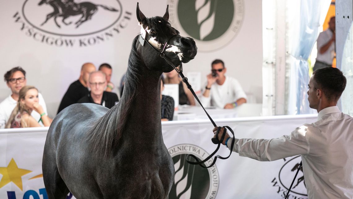 Pride of Poland 2020. Udana aukcja z jednym „ale" [komentarze i oceny]