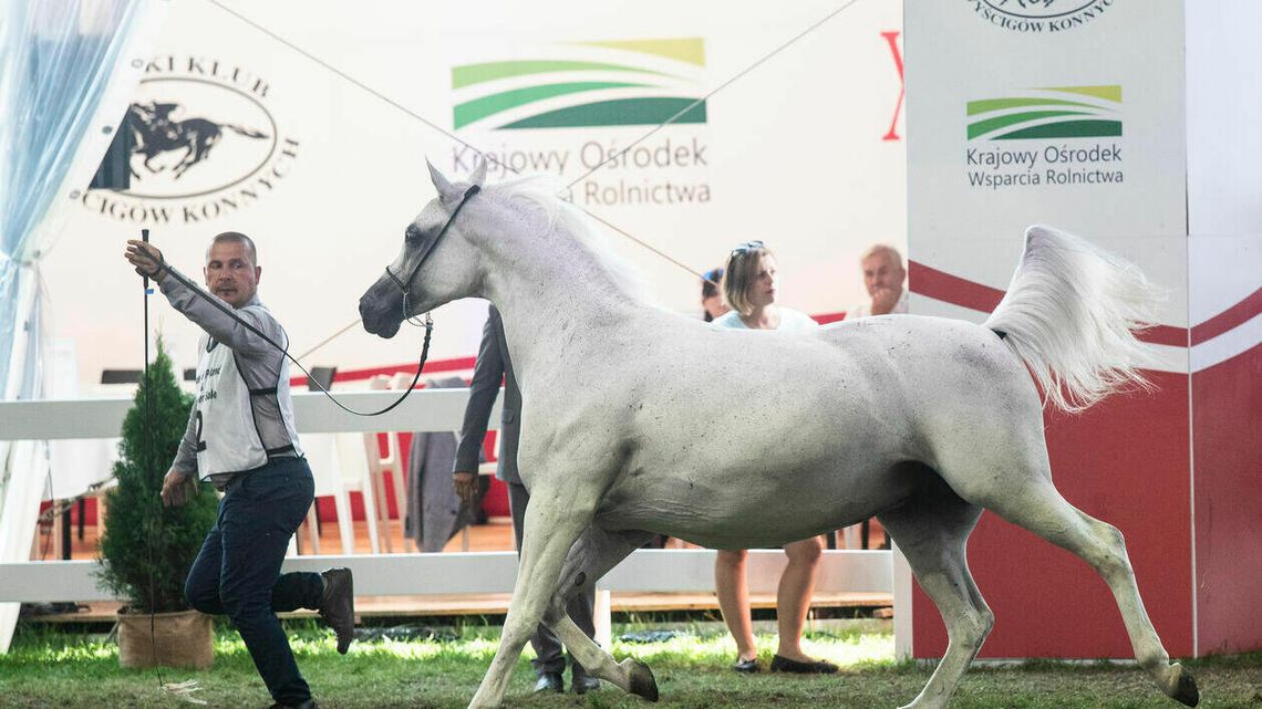 Pride of Poland 2021. Aukcja najpiękniejszych koni [na żywo]