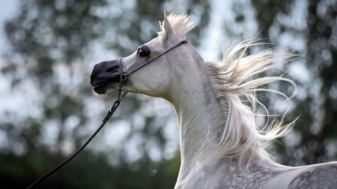 Pride of Poland 2022. Konie na aukcję już wybrane. Ile trzeba zapłacić za wejście? 