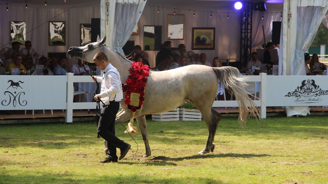 Pride of Poland 2022. Który koń będzie lokomotywą sławnej aukcji? Pride of Poland 2022. Który koń będzie lokomotywą sławnej aukcji?