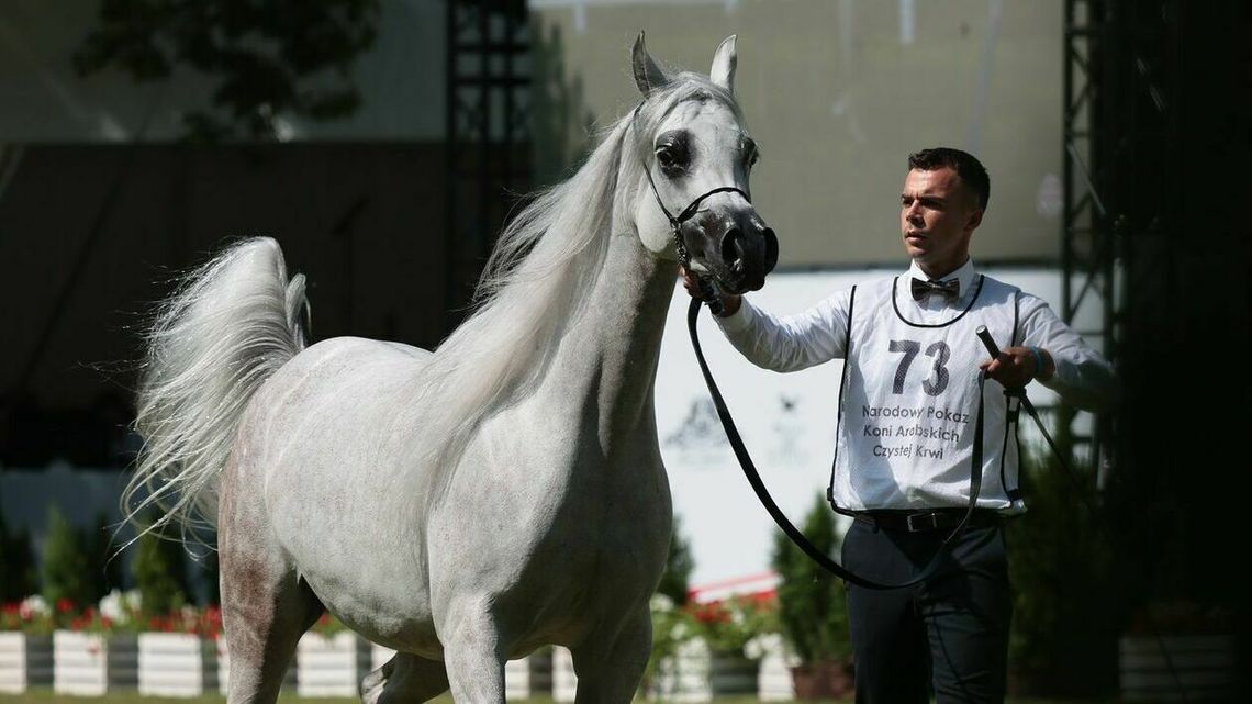 Pride of Poland 2022. Najlepsze konie arabskie i ogromne pieniądze
