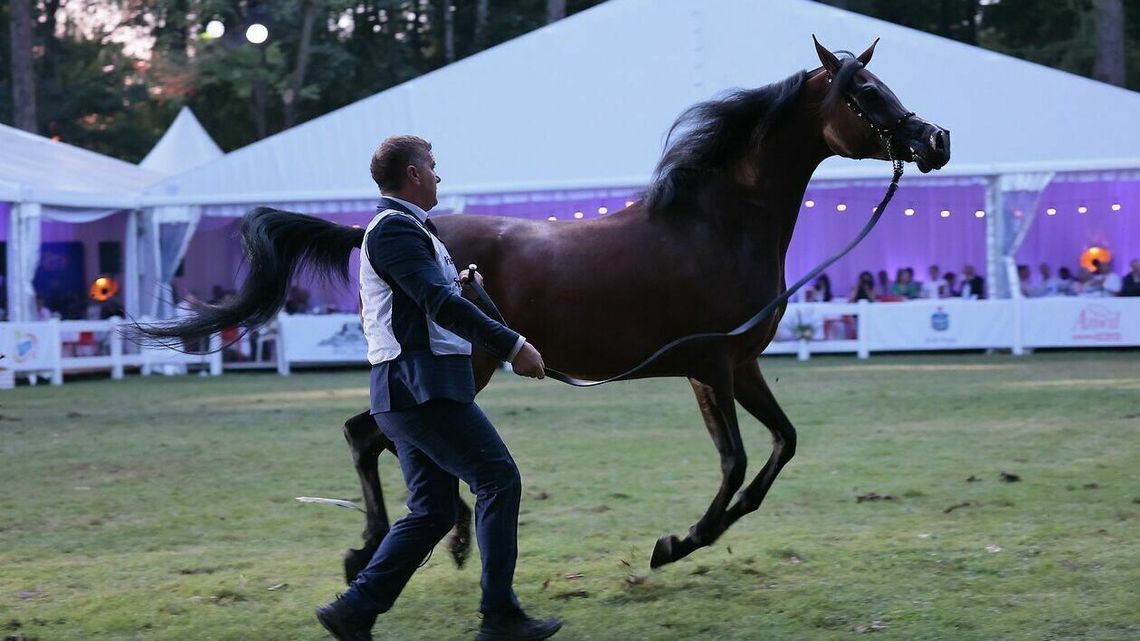 Pride of Poland 2023. Konie w kąpieli szykują się na niedzielną aukcję Pride of Poland 2023. Konie w kąpieli szykują się na niedzielną aukcję