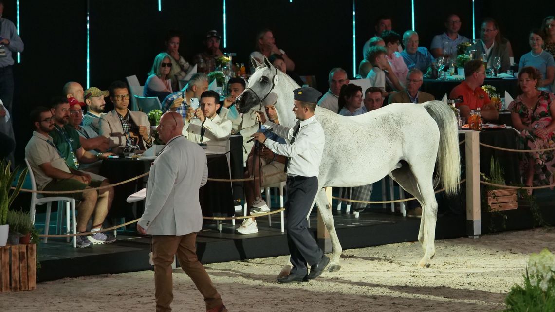 Pride of Poland 2024: Sprzedano 10 koni za 637 tys. euro. Najdroższa Zigi Zana 
