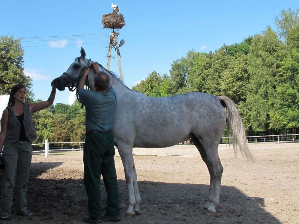 Pride Of Poland. Dni Konia Arabskiego w Janowie Podlaskim