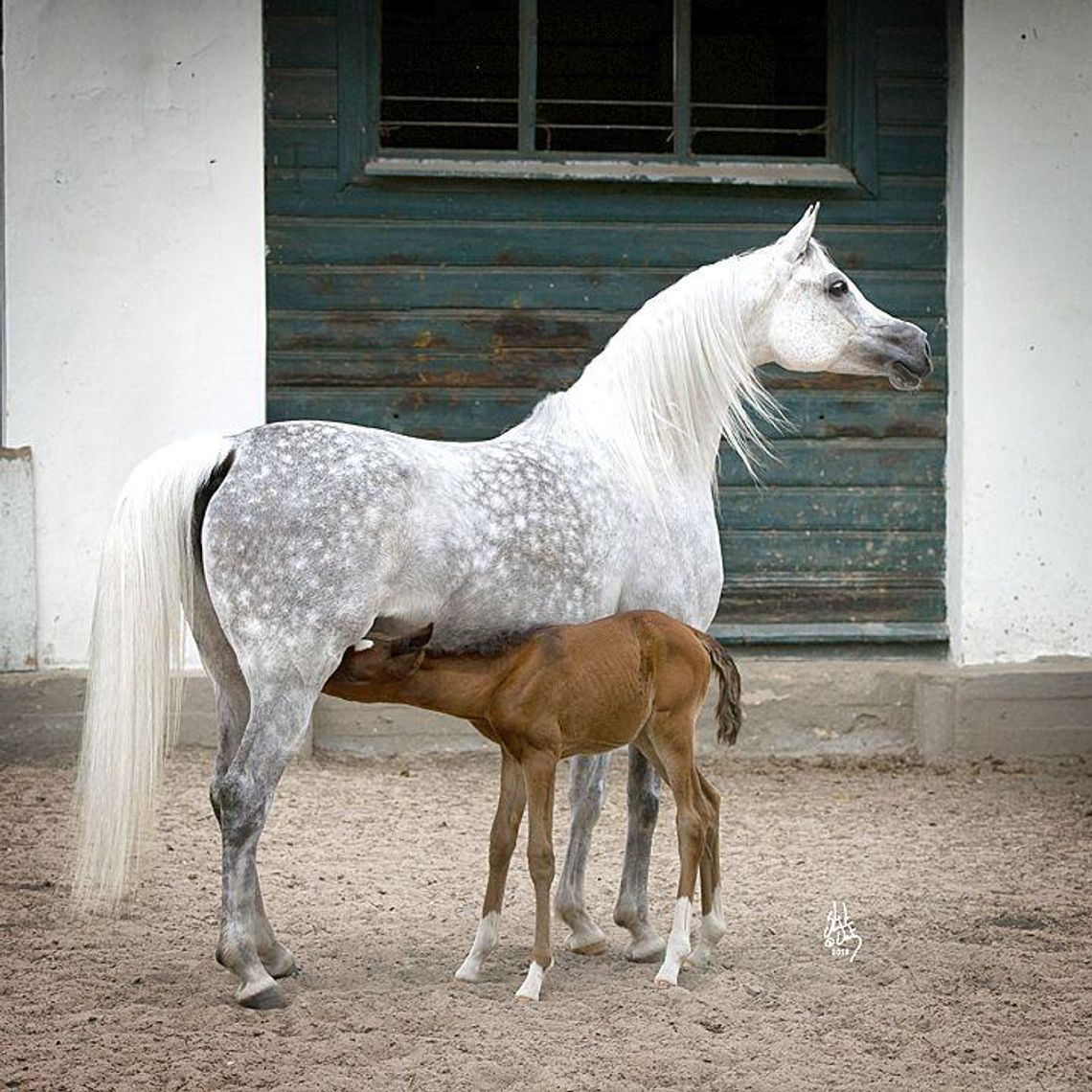 Pride of Poland: Ejrene i Etnologia gwiazdami aukcji
