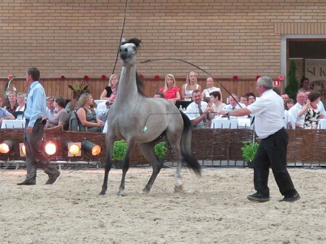 Pride Of Poland: Piacenza sprzedana za 475 tys. euro, Palabra za 400 tys. Pride Of Poland: Piacenza sprzedana za 475 tys. euro, Palabra za 400 tys.