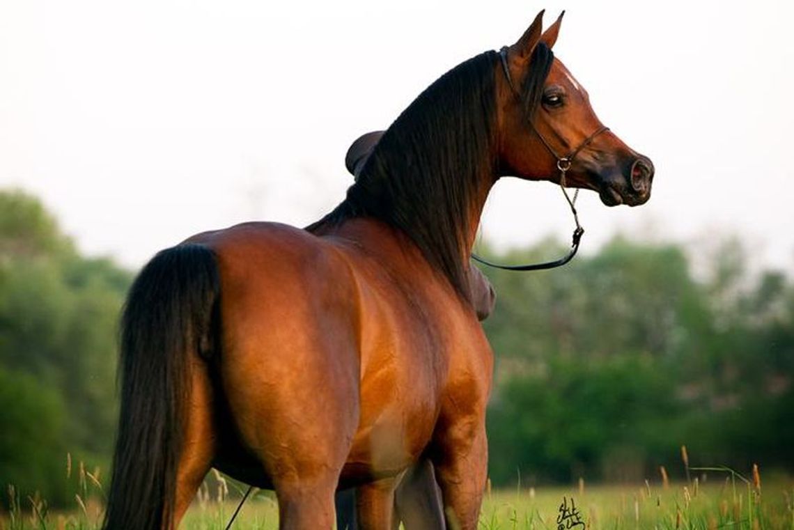 Pride of Poland: Sprzedali konie za 1,5 mln euro