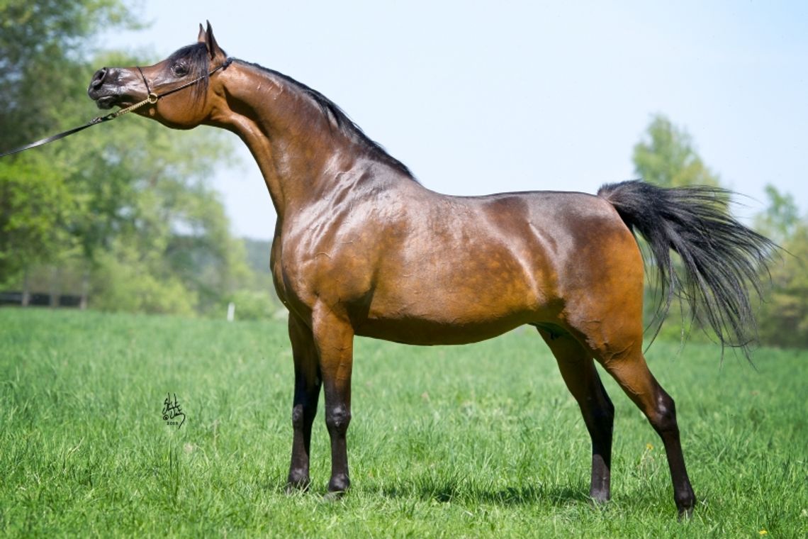 Pride of Poland. Żona Charliego Wattsa z Rolling Stones kupiła klacz za 410 tys. euro