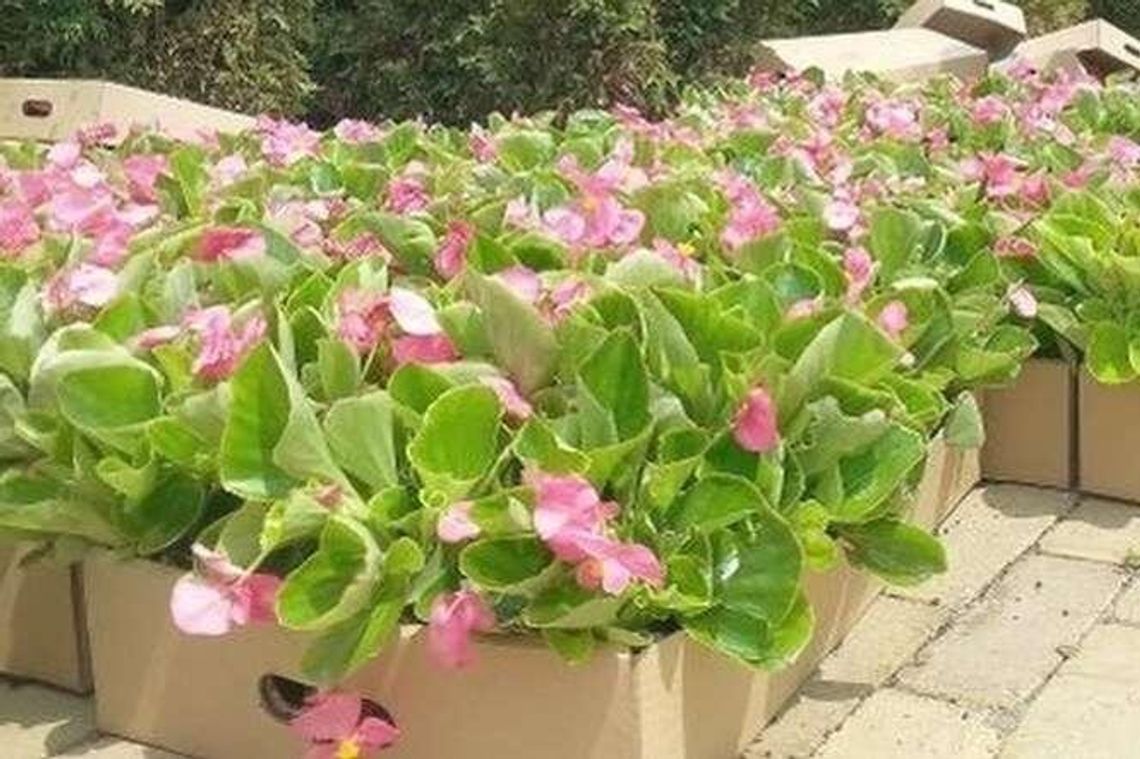 Problem z zamówieniem na kwiaty do ozdoby lubelskich ulic Problem z zamówieniem na kwiaty do ozdoby lubelskich ulic