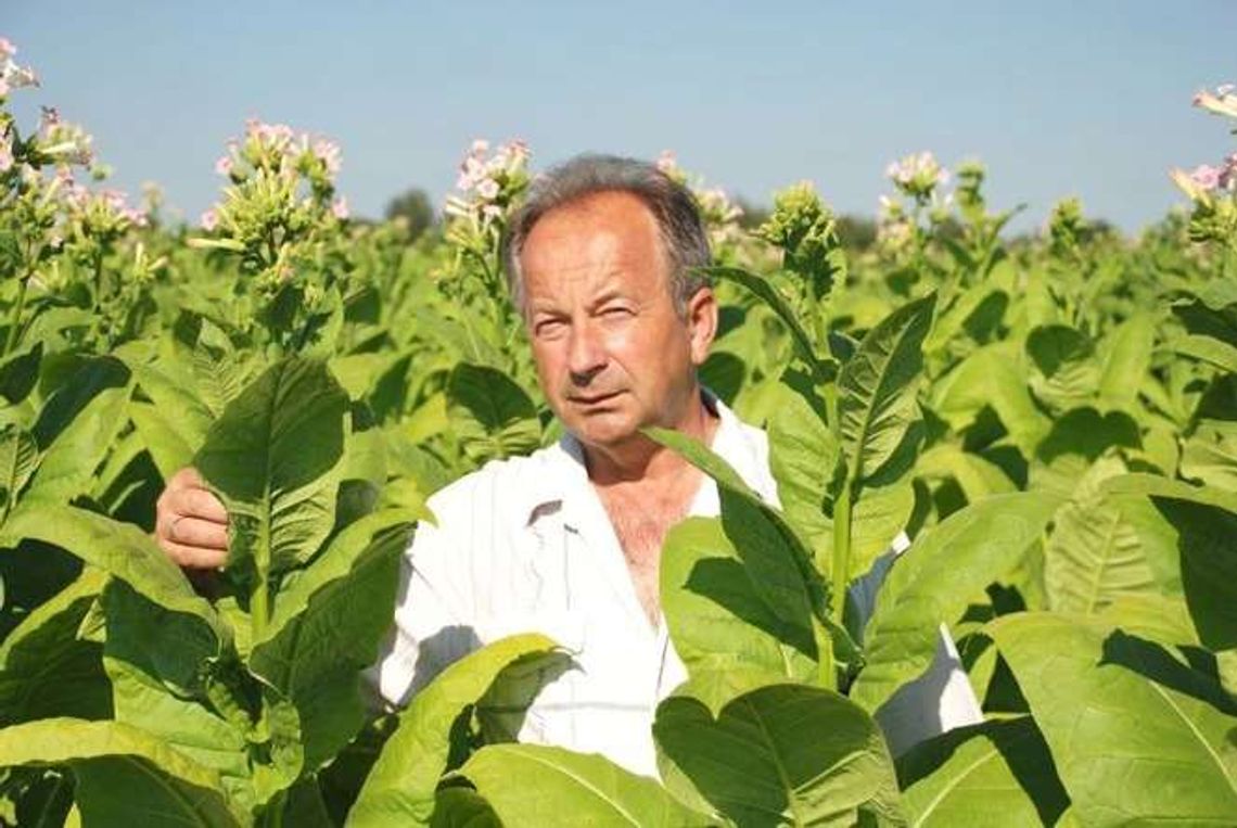Problemy producentów tytoniu. Produkujemy 30 tys. ton, a potrzeba 100 tys. ton