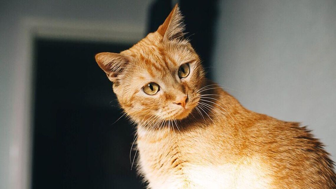 Problemy trawienne u kota? Zadbaj o jego mikroflorę i odporność! Problemy trawienne u kota? Zadbaj o jego mikroflorę i odporność!