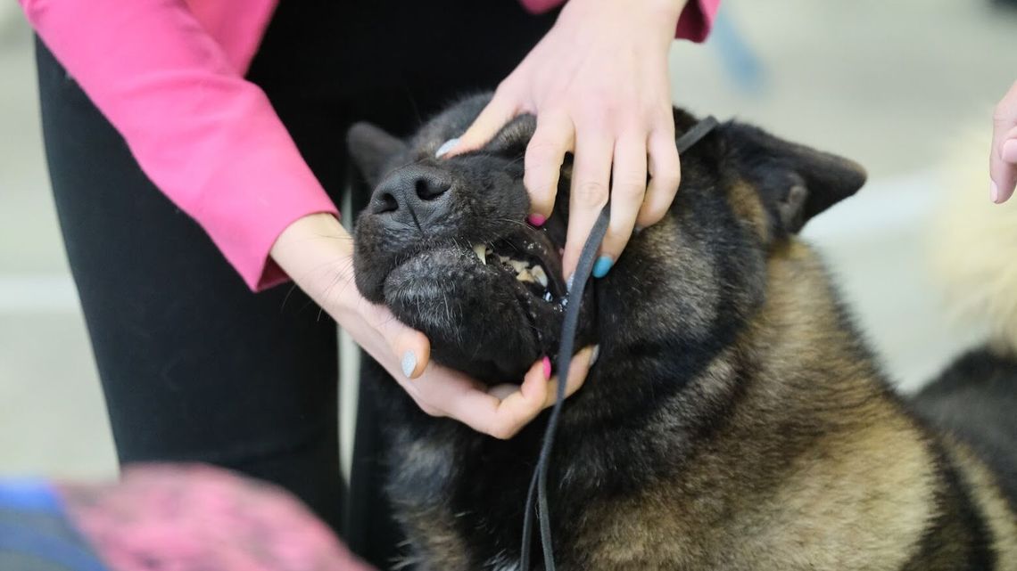 Próbował rozdzielać psy. Sam został zaatakowany i pogryziony