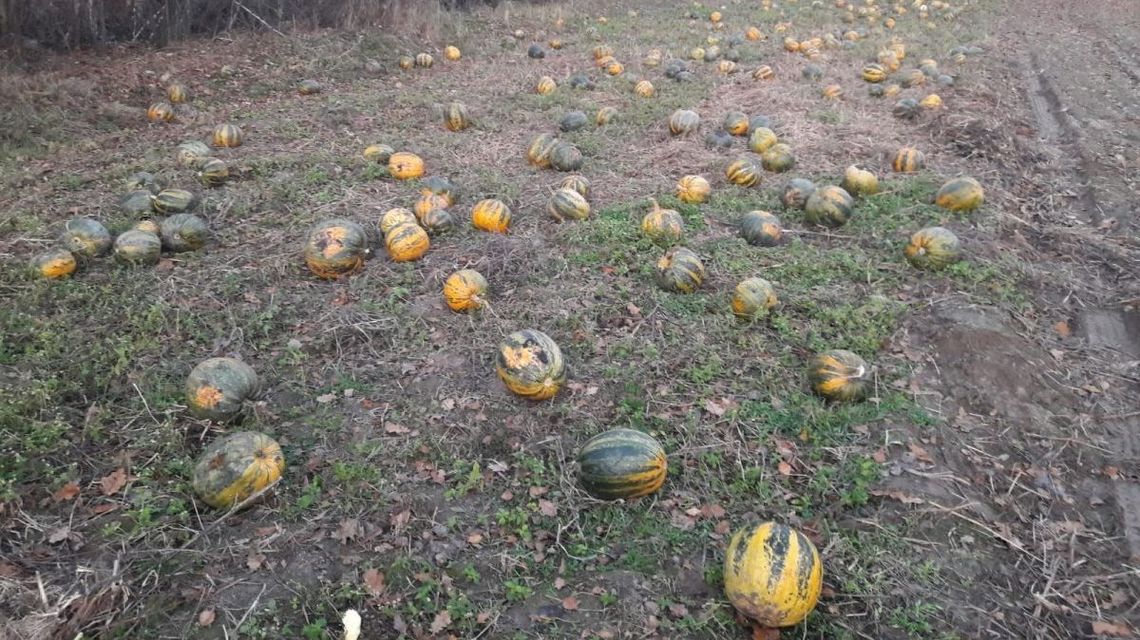 Próbował zatuszować kradzież warzyw. "Miały mniej rzucać się w oczy" [ZDJĘCIA]