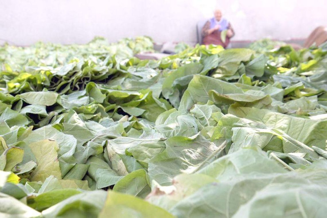 Producenci tytoniu boją się, że stracą część pieniędzy z unijnych dopłat