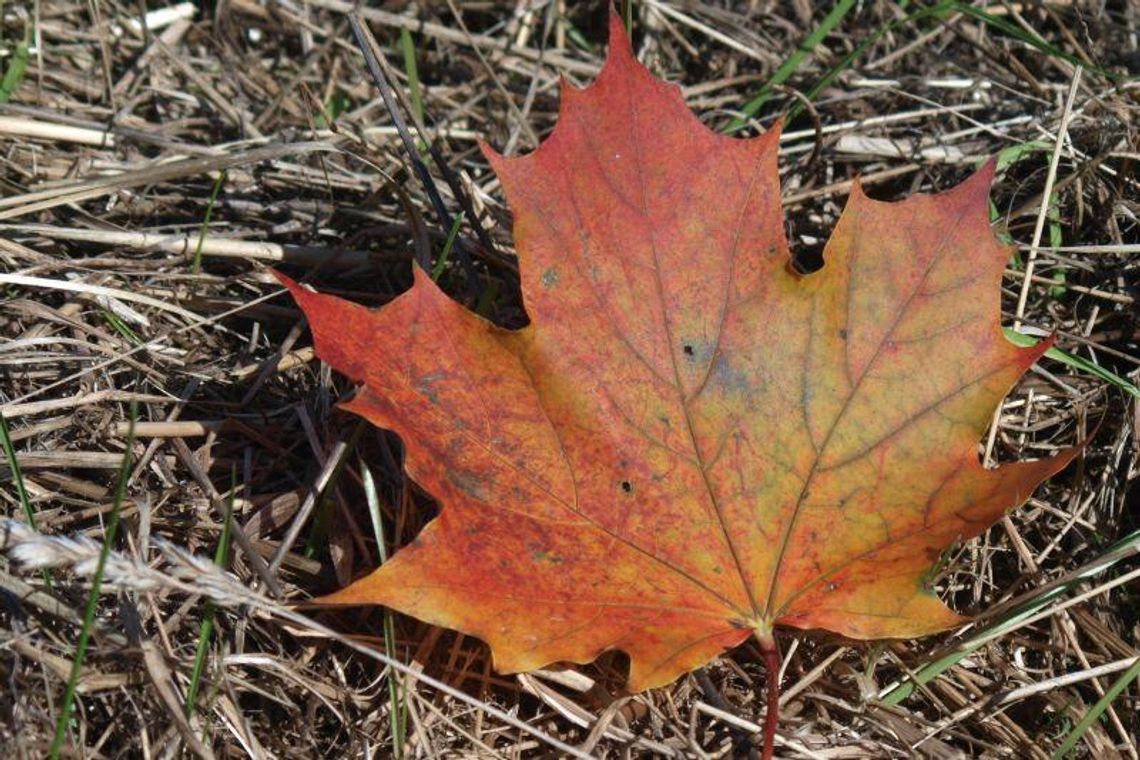 Prognoza pogody: W grudniu nawet 13 stopni
