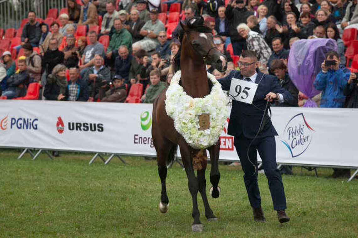 Prokurator zmienił zdanie ws. śledztwa w stadninie w Janowie