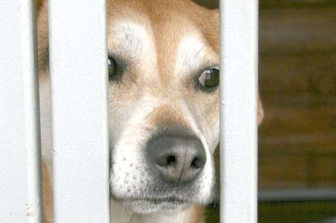 Prokuratura bada schronisko w Puławach. "Zapewniamy psom bardzo dobrą opiekę"