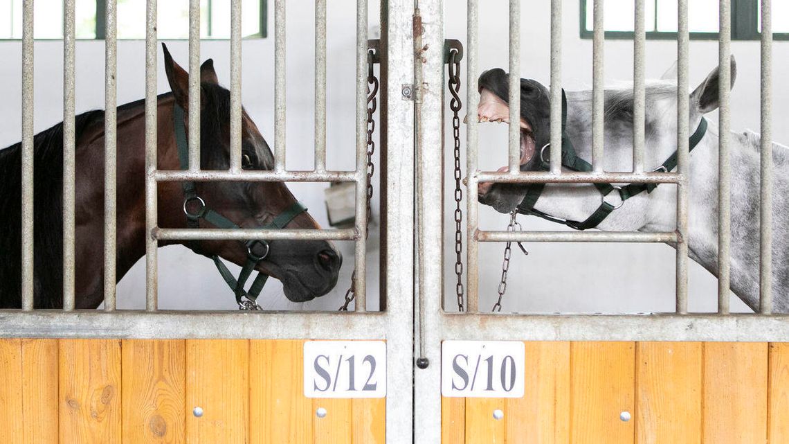 Prokuratura nadal prześwietla stadninę w Janowie Podlaskim. Śledztwo przedłużone już po raz dziewiąty Prokuratura nadal prześwietla stadninę w Janowie Podlaskim. Śledztwo przedłużone już po raz dziewiąty